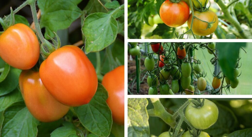 Пригощаю томати цим увесь липень, а в серпні завжди маю помідори-гіганти: засіб 10 із 10 