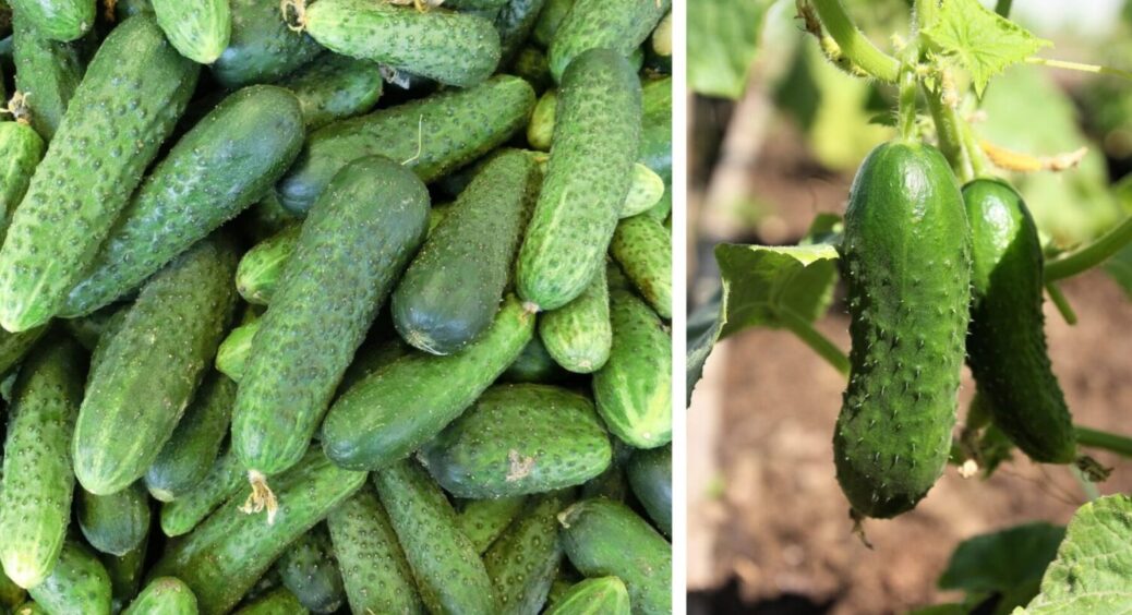 З рейтингу найкращих сортів огірків виключено “Ніжинський дар”: програє “Акорду” по 5 пунктах 