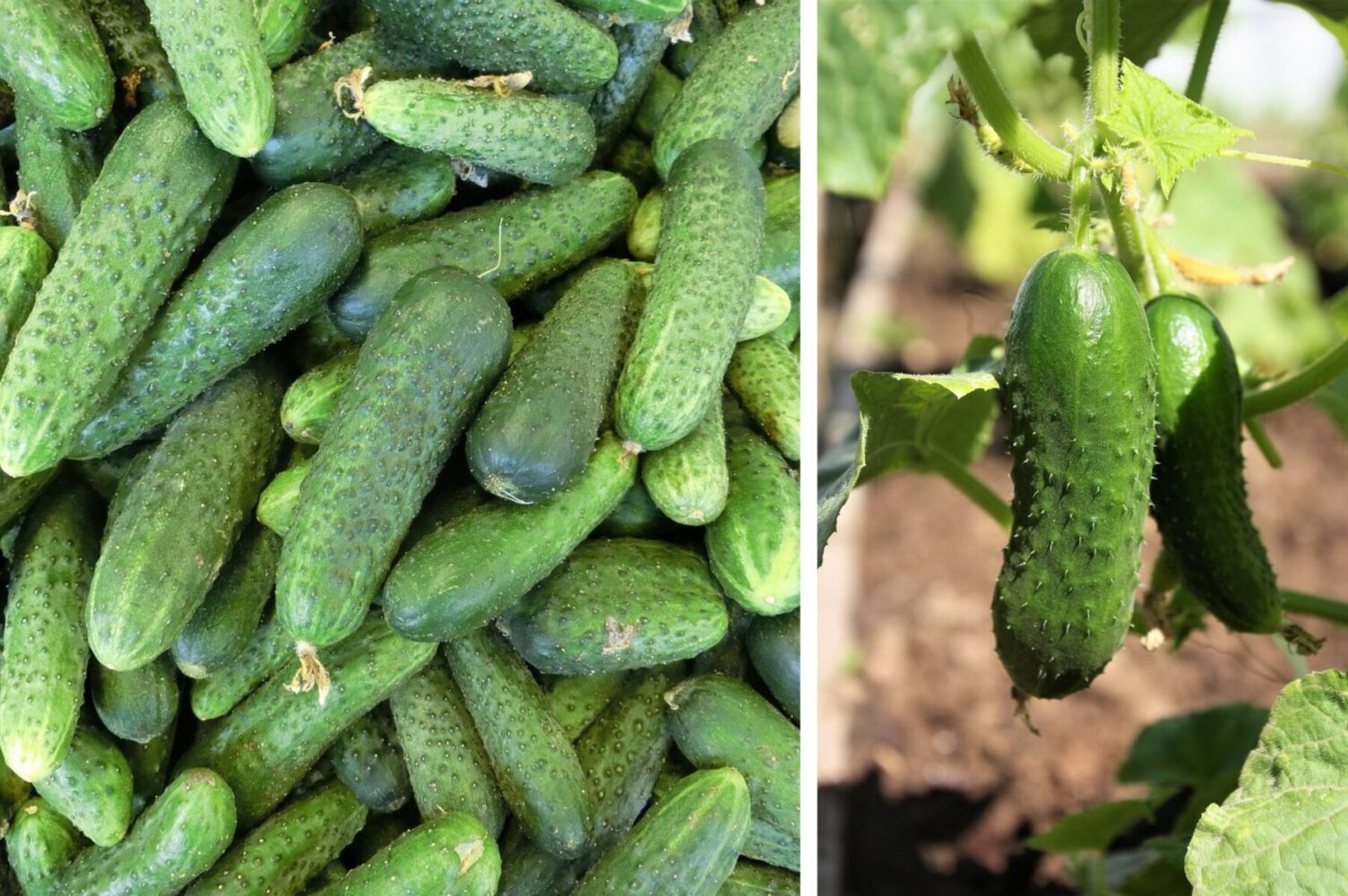 Агроном розповів, як виростити великі та товсті огірки