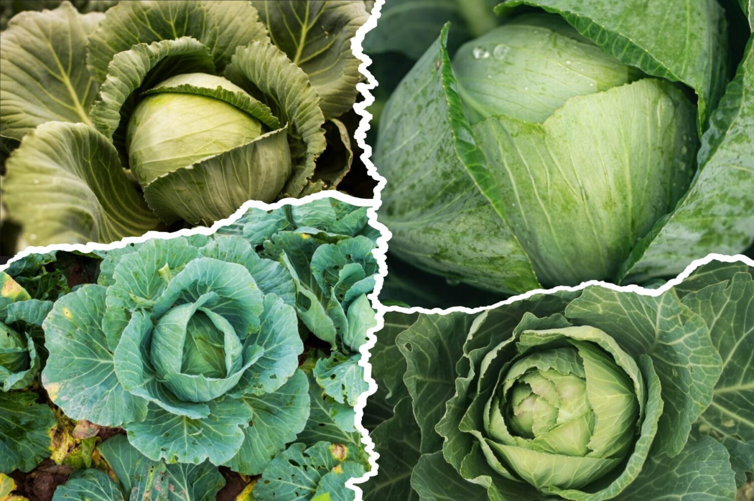 Городники розповіли, чим полити капусту в липні-серпні для рясного врожаю