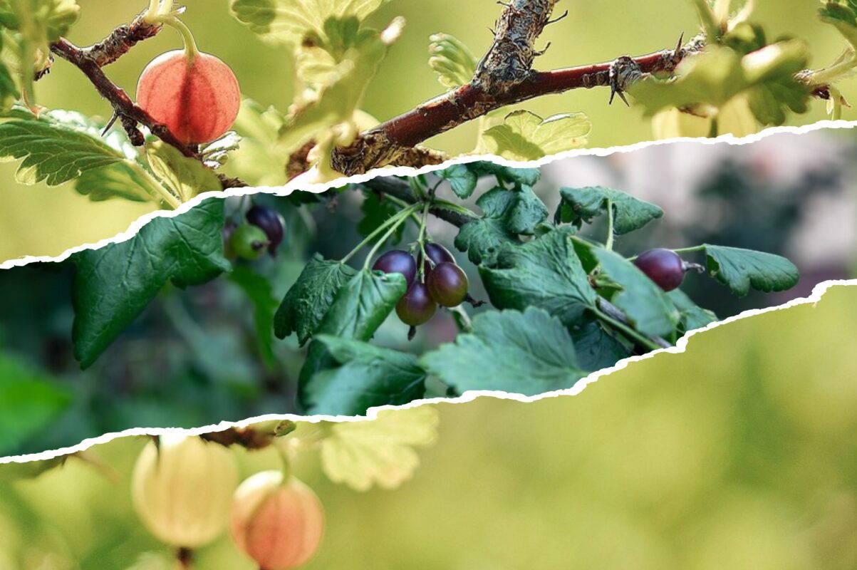 Садівники розсекретили, як продовжити життя смородині й аґрусу на тридцять років