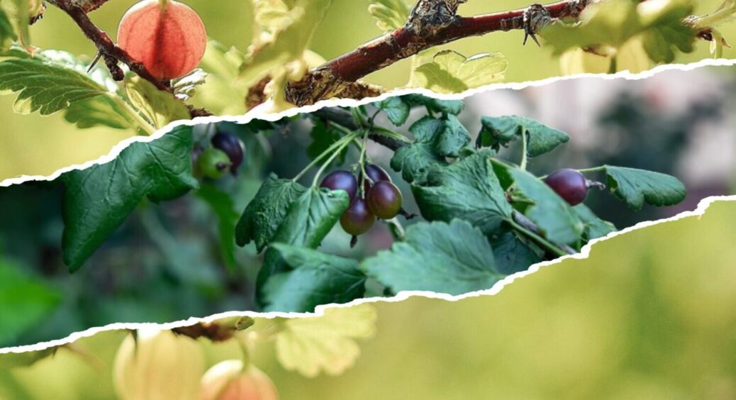 Даватимуть врожай ще 30 років: як продовжити життя смородині й аґрусу в 2025-му 