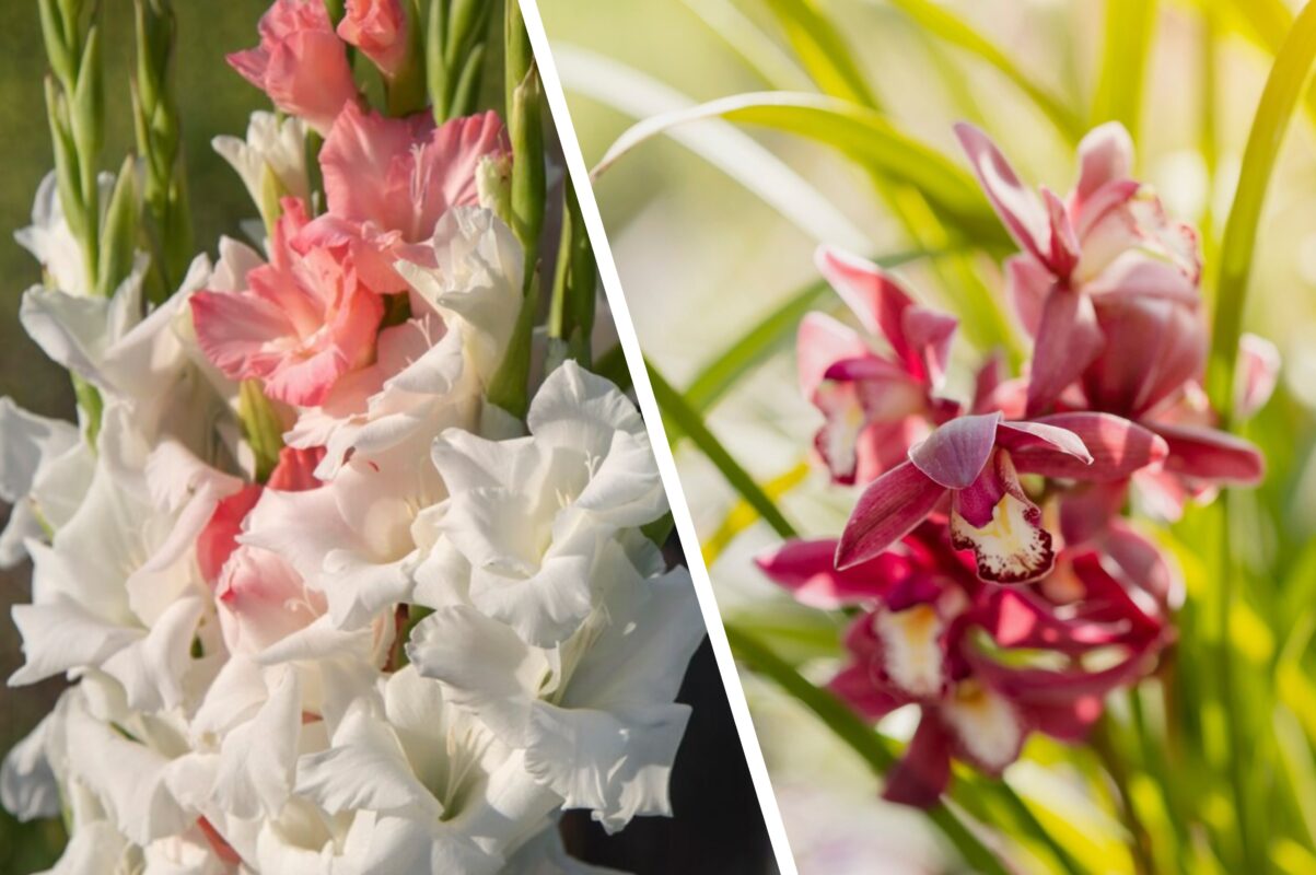 Квітникар розповів, коли краще викопувати гладіолуси восени