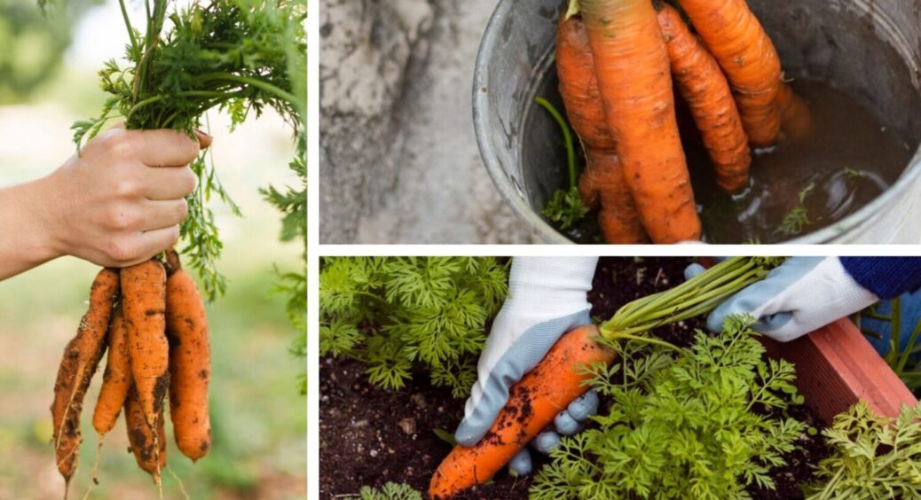 Морква буде солодшою за мед: роблю ЦЕ щороку– і це не підживлення. Плоди соковиті і хрусткі 