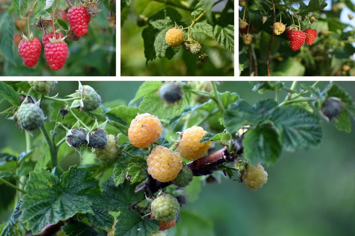 Садівники пояснили, чим слід опудрити кущі малини цієї осені