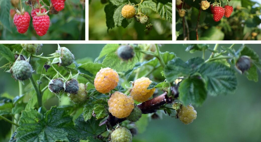 Малина засихає – про врожай можна забути: 4 дії, які подарують ягідному кущу друге життя в 2025 