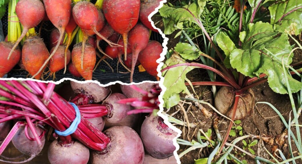 Блідий як поганка: що робити, коли буряк не набирає колір – 1 крок, і “буде сяяти як рубін” 