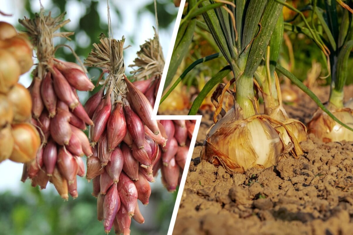 Городники розповіли, як сушити цибулю в домашніх умовах для тривалого зберігання