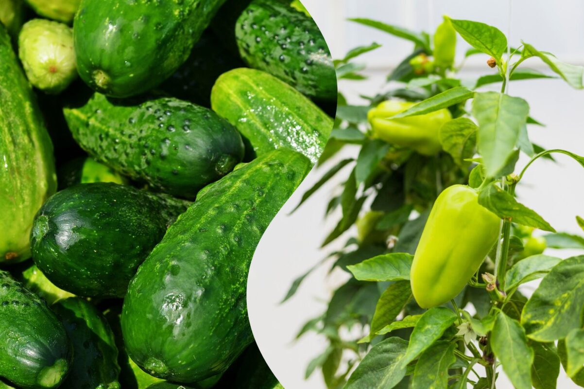 Агроном розповів, як оздоровити ґрунт та подовжити плодоношення