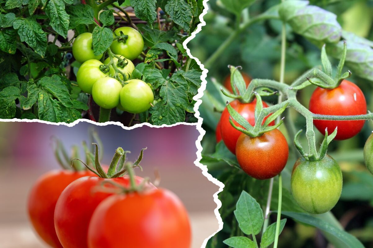 Городники розповіли, чим полити томати в липні для щедрого врожаю