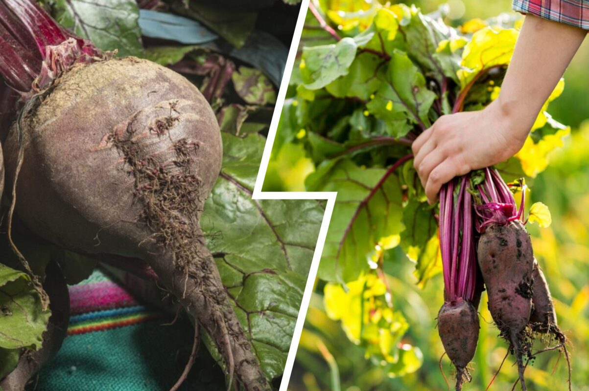 Дачники розсекретили підживку для буряка, щоб він гарантовано виріс солодким