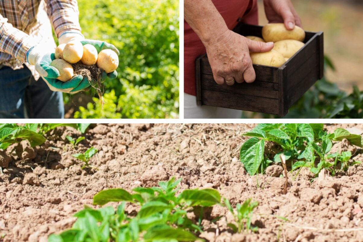 Експерт розповів, чому не можна тягнути з викопуванням картоплі