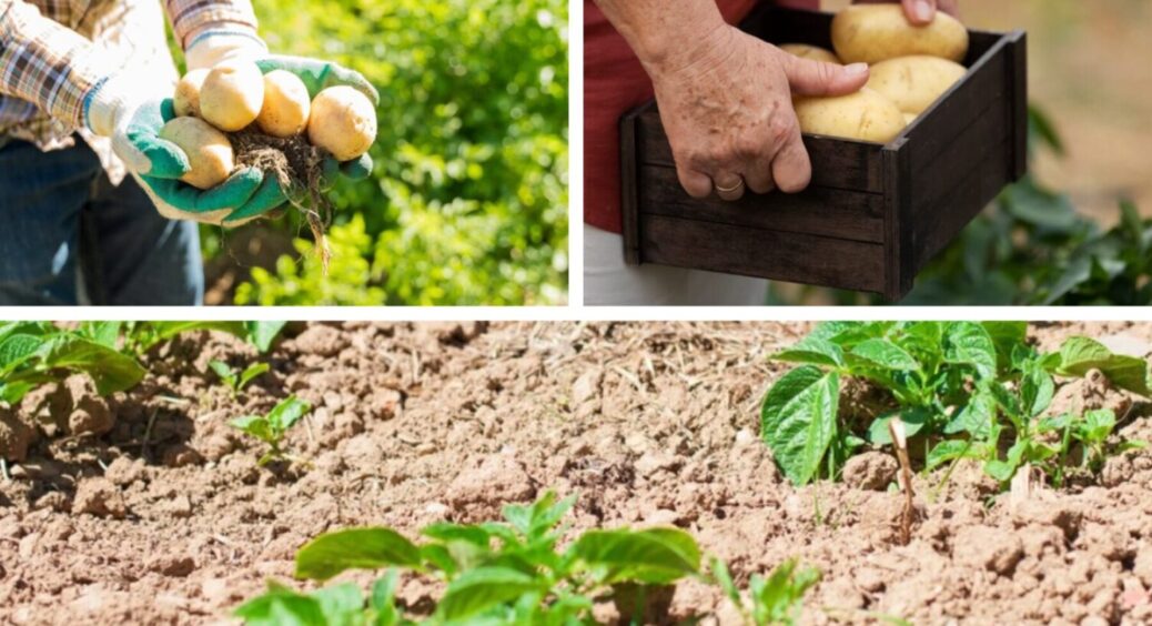 10 днів до повного “ауту”: харківʼянин пояснив, чому не можна тягнути з викопуванням картоплі 