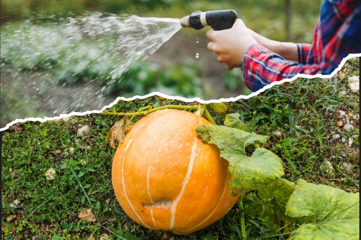 Городники розповіли, чим полити гарбузи прямо зараз – плоди солодкі і великі