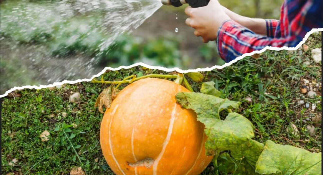 Гарбузи будуть більші в 2 рази: одесити поливають баштан цим у липні, і мають ого-го урожай 