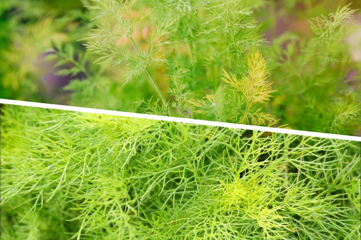 Дачники розсекретили список культур, які призводять до зниження врожаю кропу