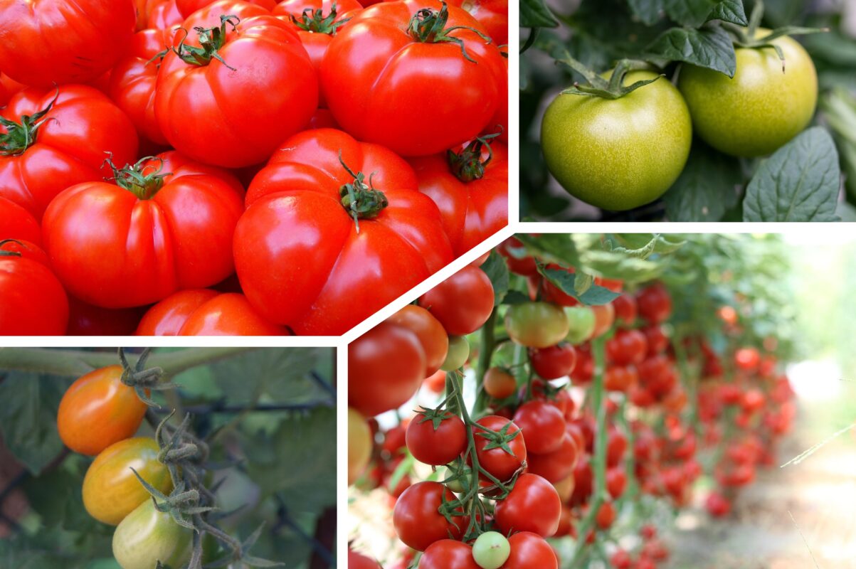 Городники розповіли, що внести в ґрунт для томатів, щоб позбутись фітофтори