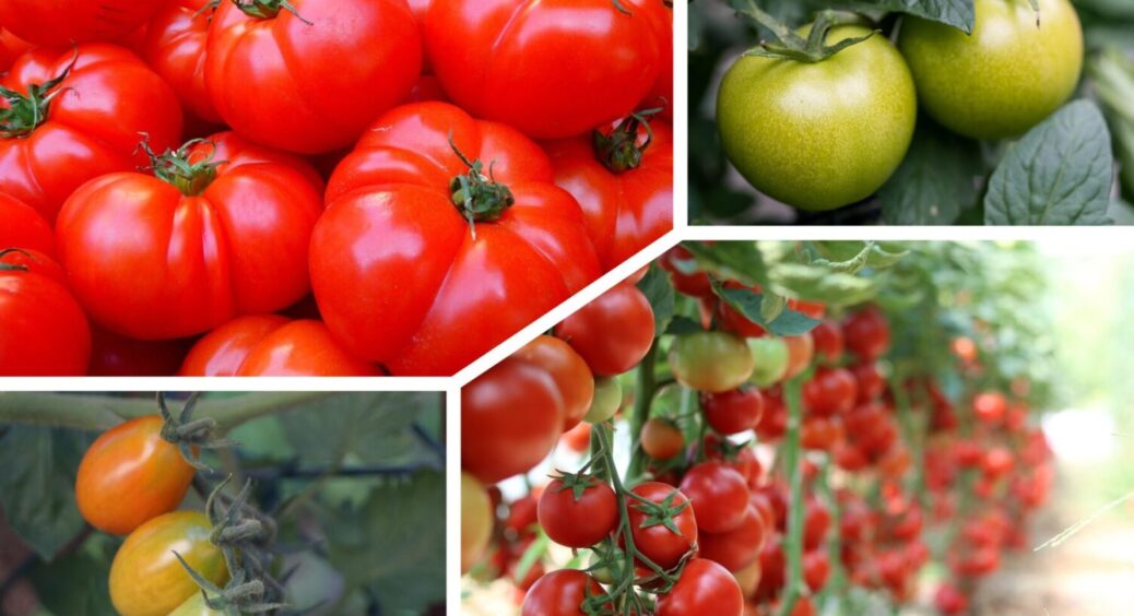 1 продукт в ґрунт – і фітофтори немає: як прибрати її з томатів і зберегти врожай цілим 