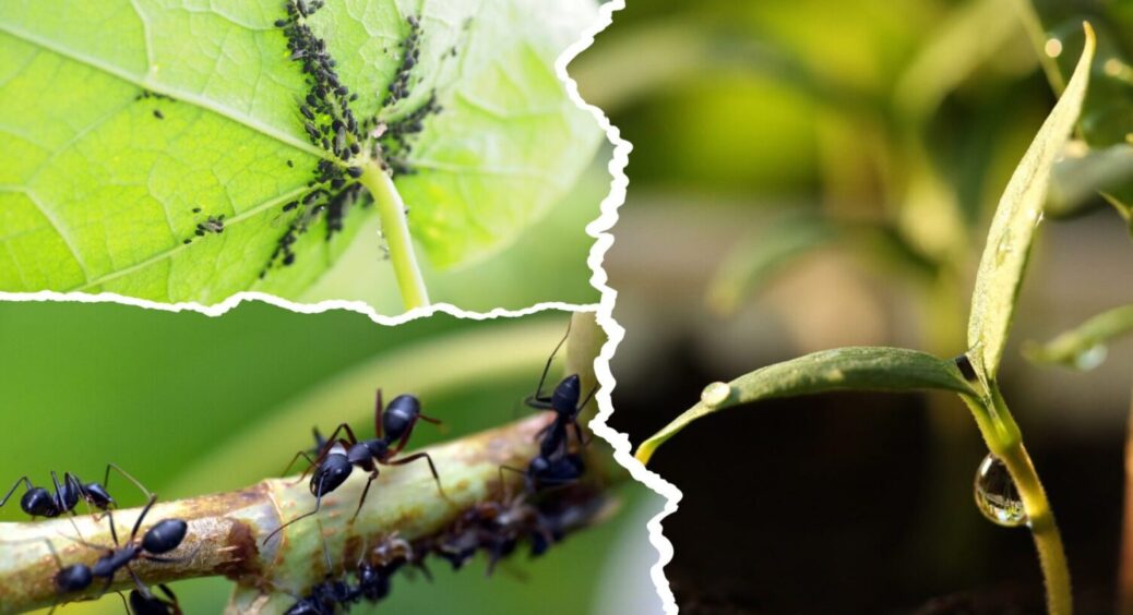 Шкідники “в прольоті” – забудьте про них: як вберегти город від паразитів – 1 дія і готово 