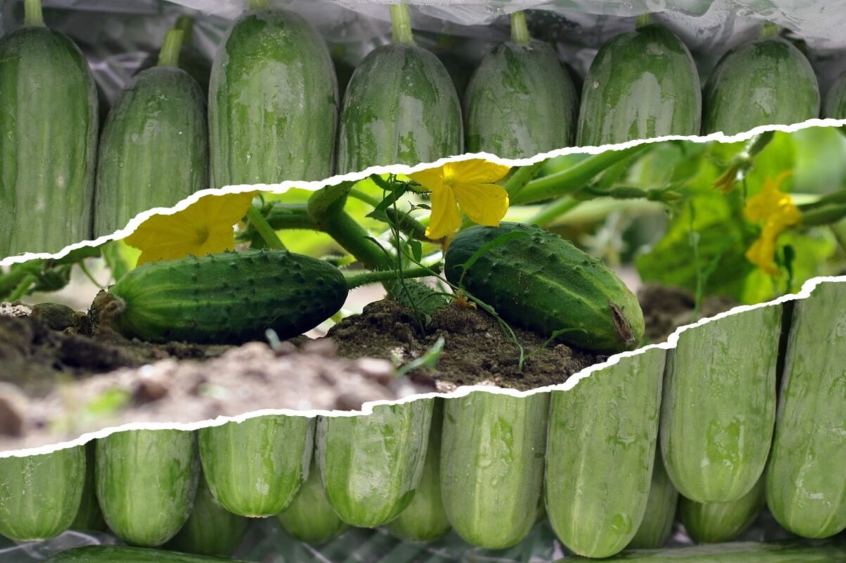 Експерт розповів, як отримати великий врожай огірків 
