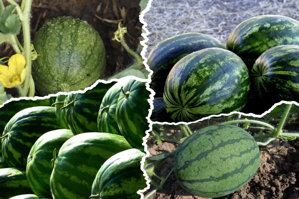Агроном розповів, як виростити розкішний урожай кавунів