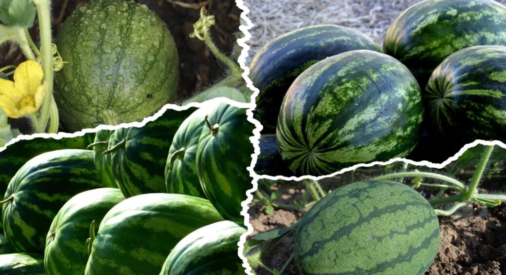 1 процедура – і кавунів буде “море”: зробіть ЦЕ з ягодою зараз, щоб зібрати лише солодкі плоди 