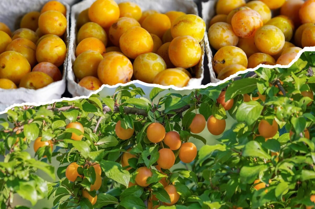 Садівники розповіли, чим підживити аличу в липні для рекордного врожаю 2025