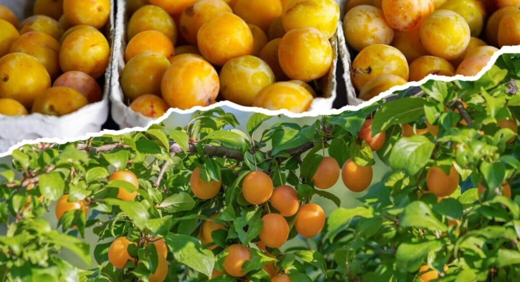 Алича солодка, а плодів – ого-го скільки: знайдена найкраща липнева підживка для дерева 2025 