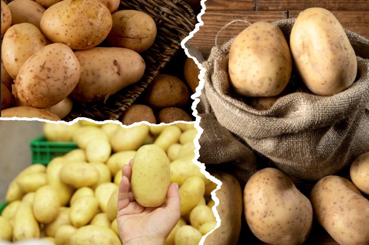 Дачники розповіли, як виростити гігантську картоплю й підвищити її врожайність
