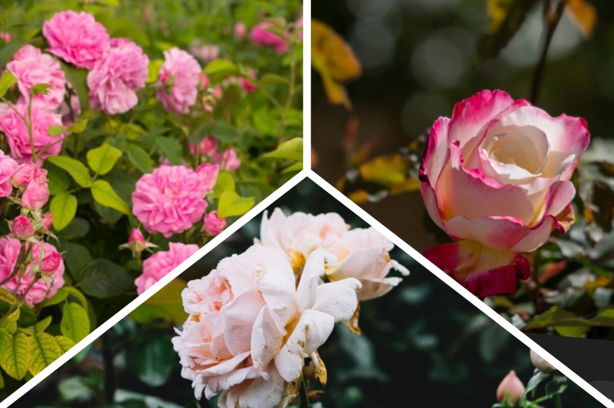 Агроном розповів, чим підживити троянди восени