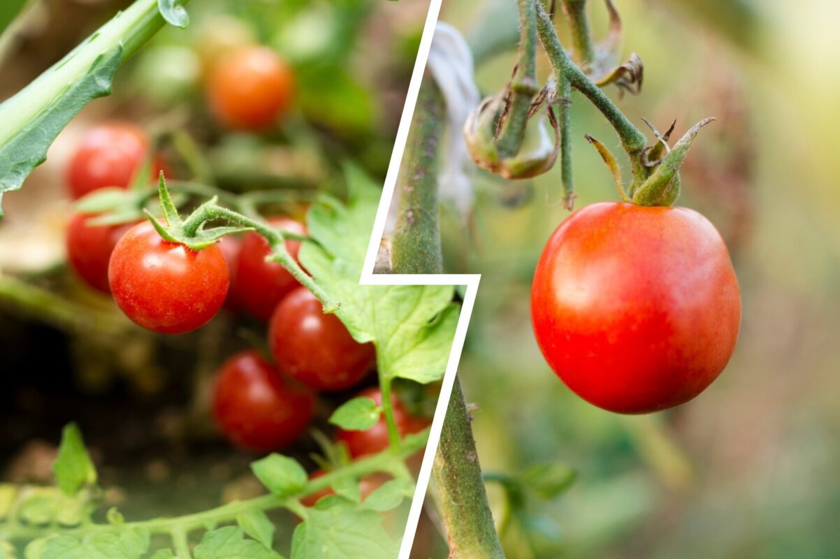 Дачники розповіли, як прискорити дозрівання томатів – один дієвий спосіб