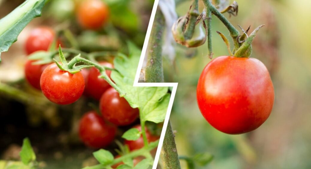 Більше 20 кг плодів з одного куща: 1 дія, яка прискорить дозрівання томатів в 2025-му 