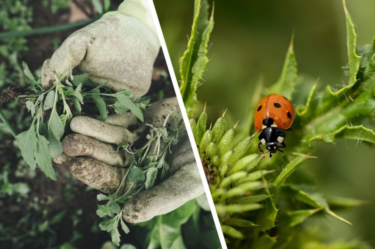Городники розповіли, як позбутись бурʼяну на власній ділянці назавжди