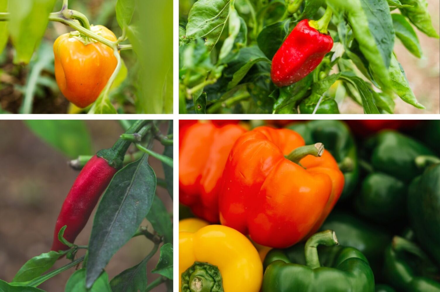 Городники розповіли, чим полити перець вже в липні – великий врожай вже у вас