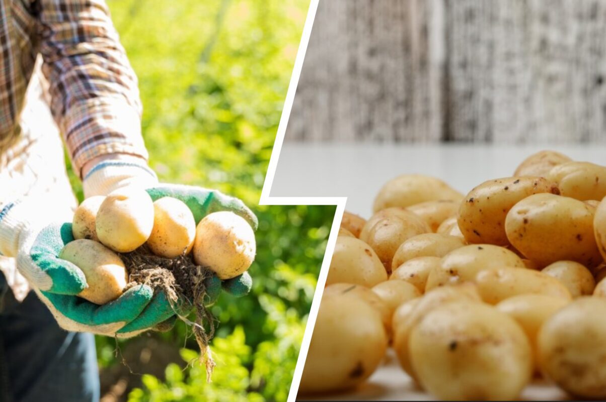 Городники розповіли, як правильно зберігати картоплю без погреба