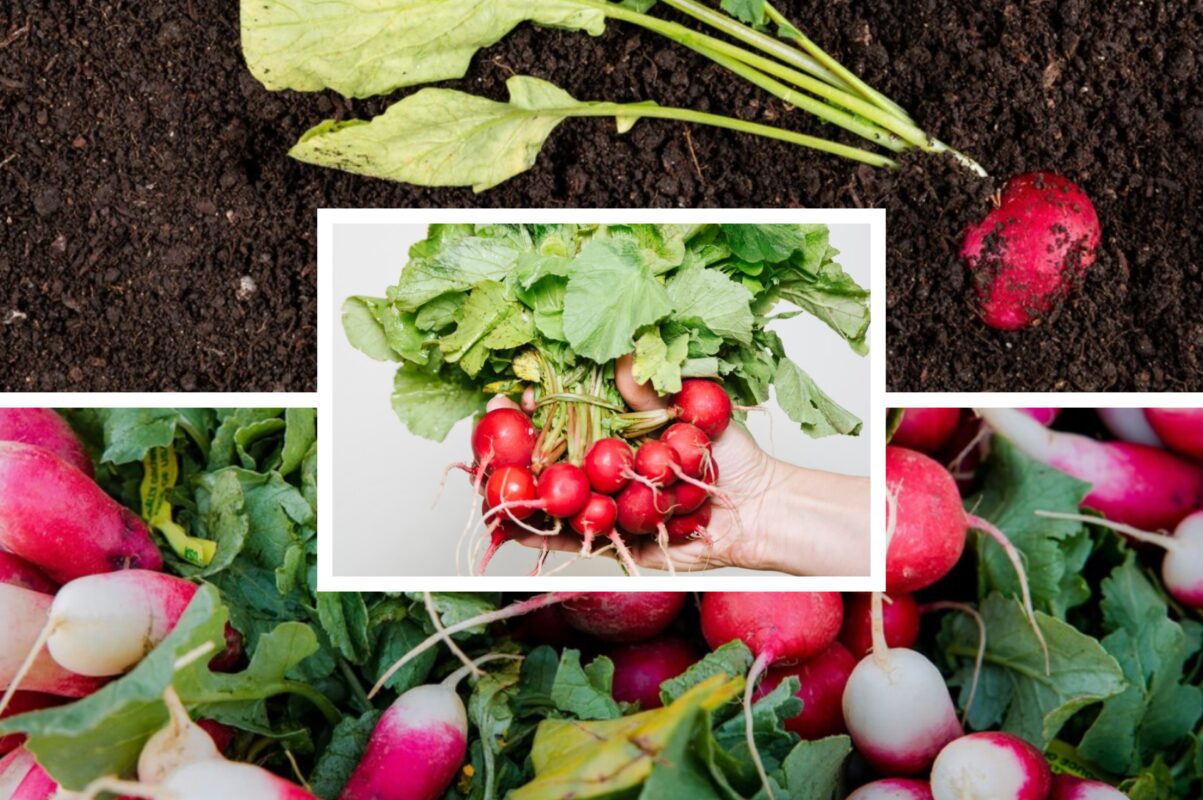 Городники розповіли, що робити, якщо на редисці зʼявились дрібні дірки