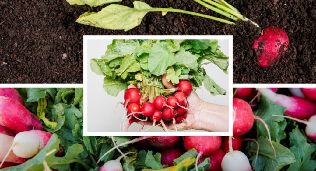 Розвиток овочу буде “на паузі”, якщо не зробите ЦЕ: як прибрати дірочки на редисці 