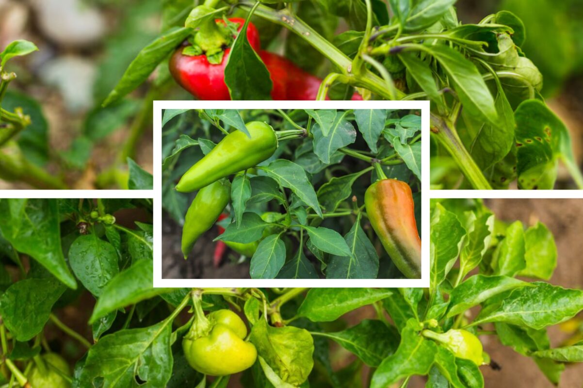 Городники розповіли, які культури не можна садити біля перцю – мінус врожай