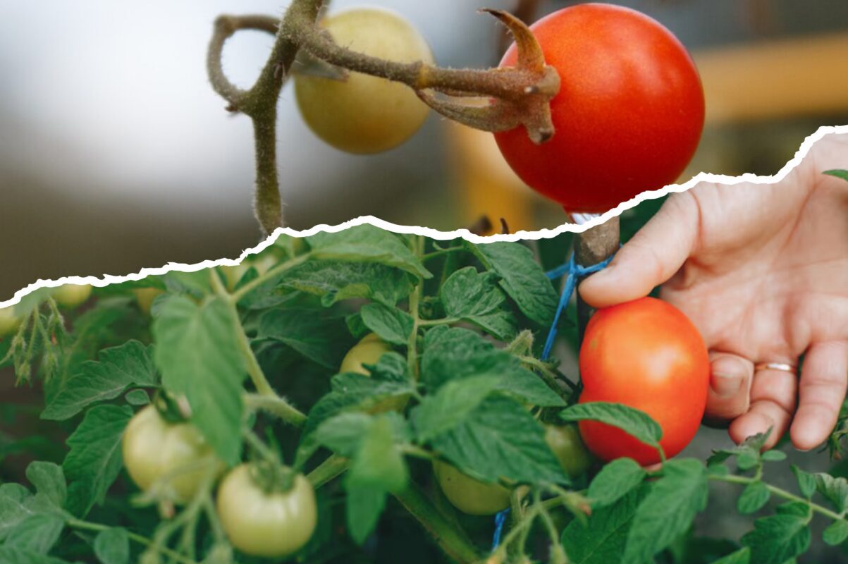 Дачники розповіли, як подвоїти врожай помідорів вдвічі – плоди солодкі й великі
