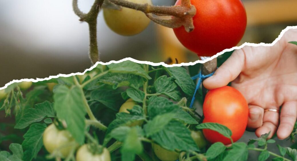 Врожай виросте на 50%: 1 секретний прийом, який подвоїть врожай помідорів вдвічі 