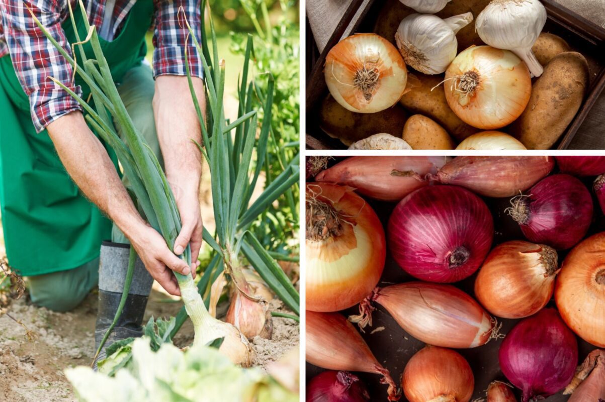 Городники назвали найкращий сорт цибулі 2025 року