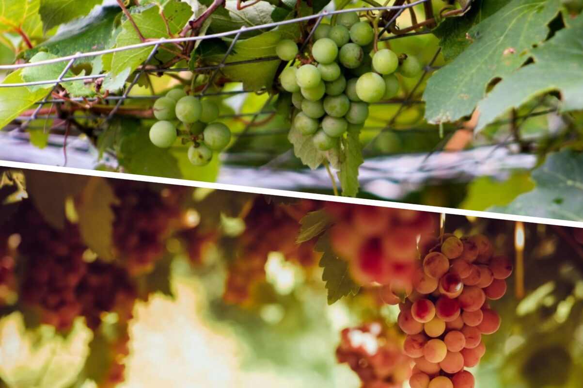 Експерт розповів, як доглядати за виноградом наприкінці серпня