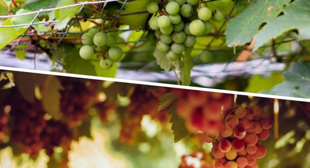 Вродить на славу, і не раз: 1 дія, яка приведе вас до успішного врожаю винограду вже в серпні 