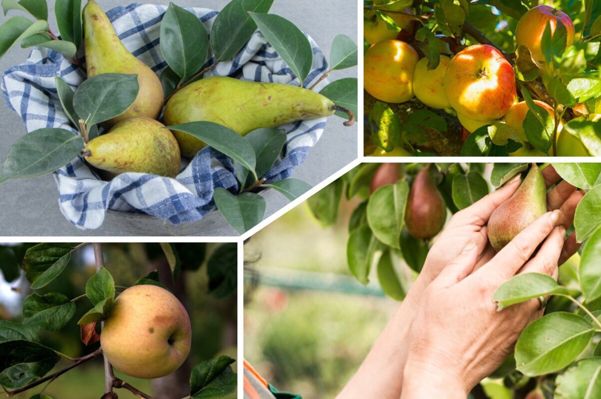 Садівники розповіли, як отримати щедрий врожай яблуні й груші – одна хитрість