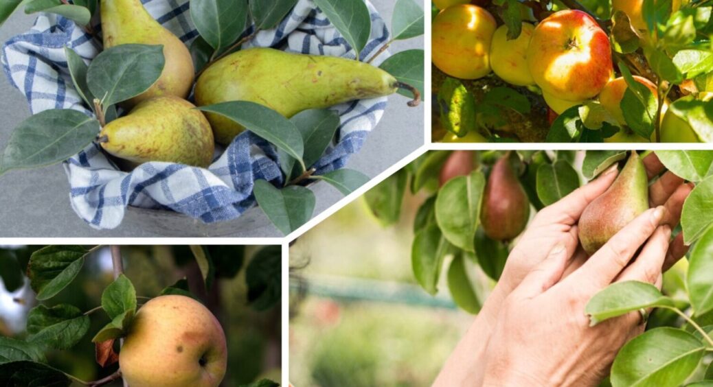 Названо добриво, якого груша в квітні потребує більше, ніж повітря: коштують копійки 