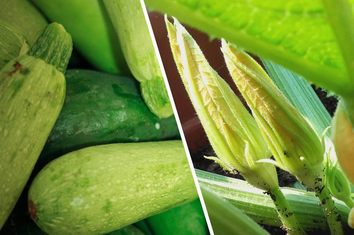 Городники розповіли, як отримати вдвічі більший врожай кабачків