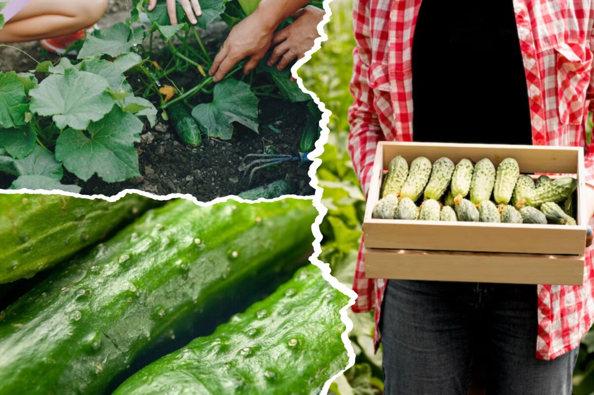 Садівники пояснили, який сорт огірків є справжньою райською насолодою на городі