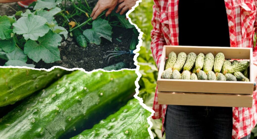 Не зола і не коров’як: огірки люблять це підживлення в серпні – 1 раз внесли, і краса! 