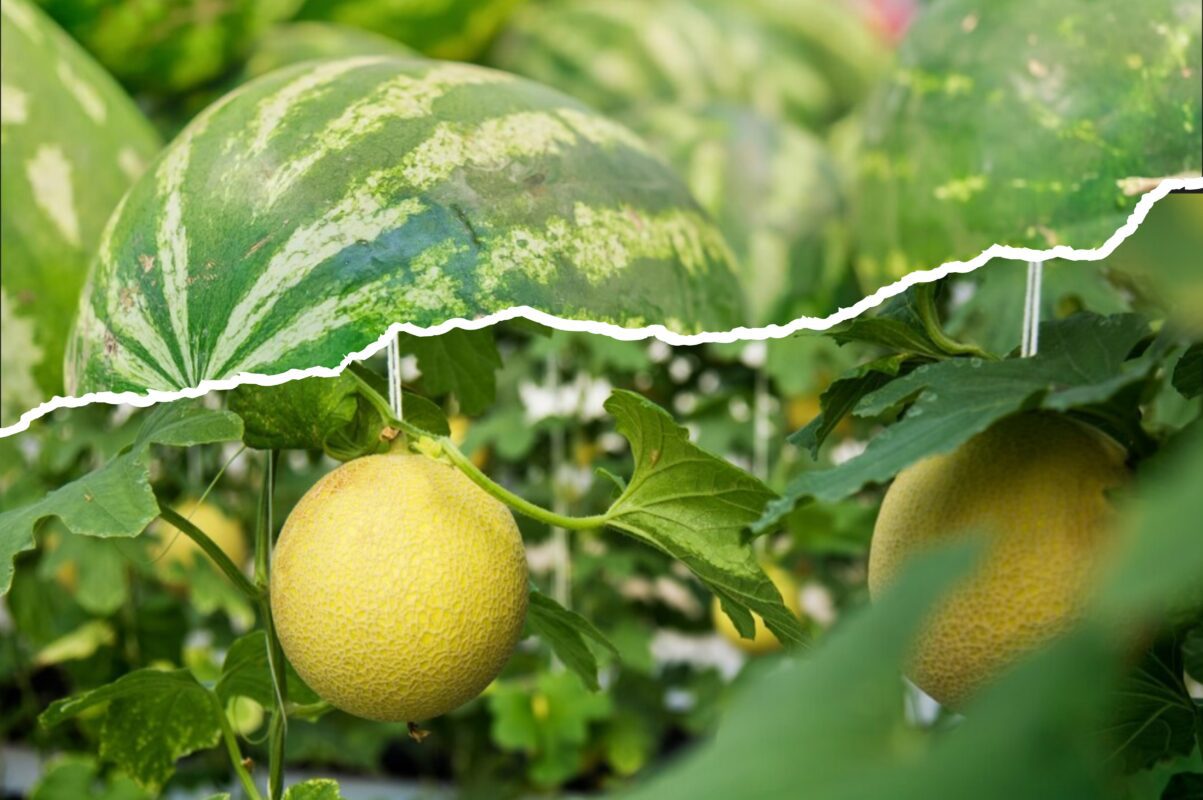 Садівники розсекретили найкраще добриво для підживлення кавунів і динь