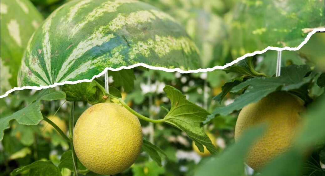 Кавун + диня – і це універсальне добриво: чим підживити ці дві культури в липні-серпні 2025 